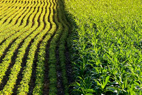 Environmental impacts of genetically modified crops .